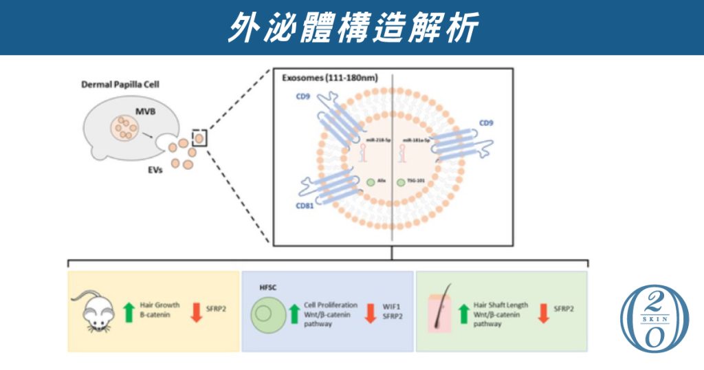 外泌體是什麼?外泌體構造