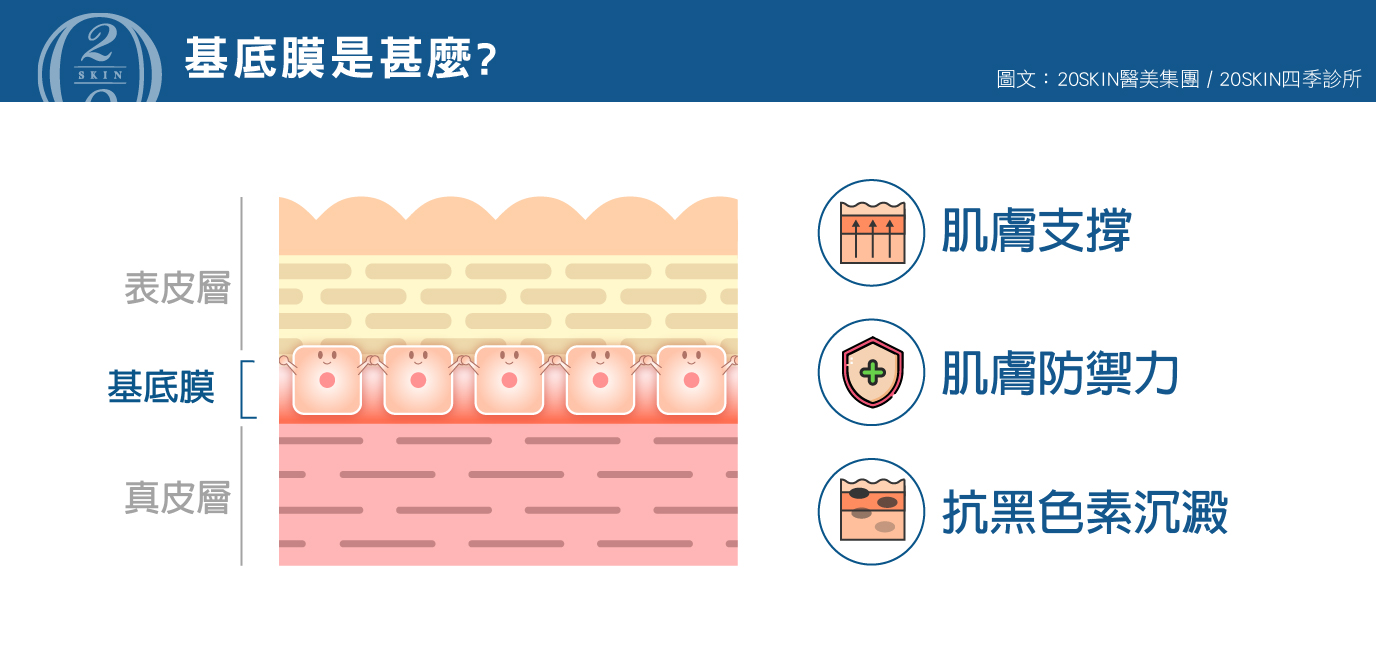 基底膜是什麼