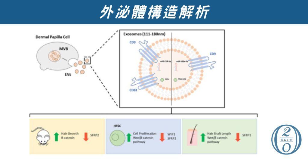 外泌體結構解析圖展示了外泌體的核心構造與功能，包含訊息分子傳遞的機制，有助於促進細胞修復、增生膠原蛋白，廣泛應用於醫美與再生醫學領域