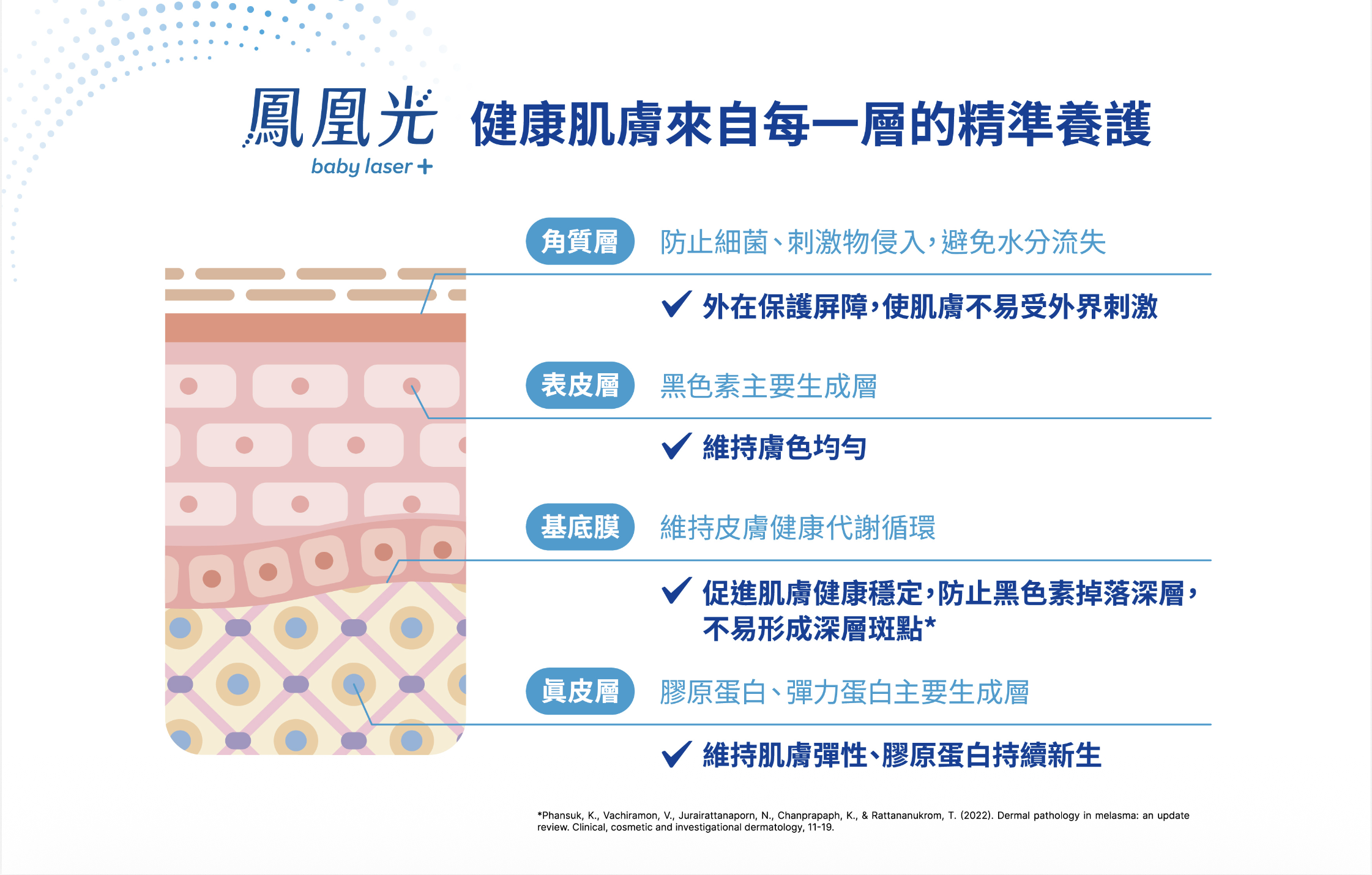 鳳凰光在皮膚各層次的效果